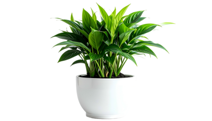 Lush green leafy plant in a white ceramic pot against a transparent black background