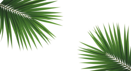 Fresh green palm tree leaves isolated on white background. palm tree branch