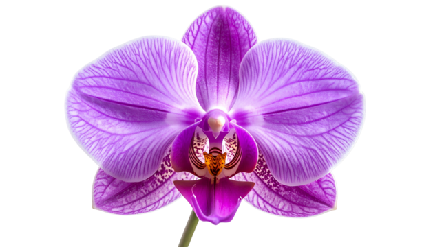 Close-up of a vibrant, light purple orchid with intricate veining against a stark black background