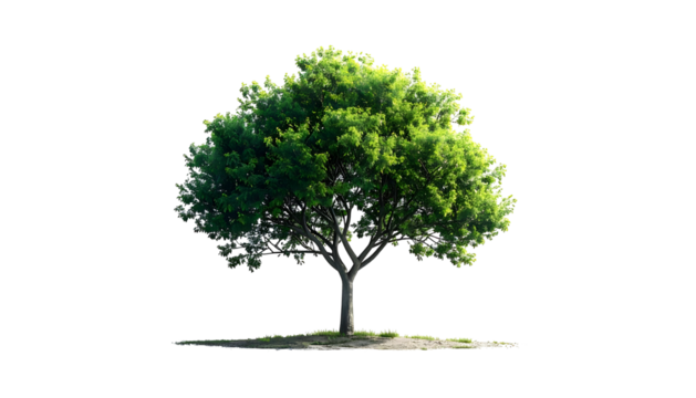 Isolated tree with full green canopy and dark trunk, set against a transparent backdrop