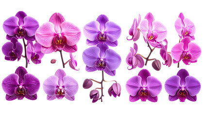 Array of vibrant, purple and pink orchids against a black background
