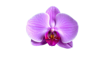 Obraz premium A vibrant, close-up view of a purple orchid flower against a stark black background