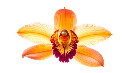 Close-up of an orchid bloom, vibrant orange-yellow petals, contrasting maroon center, black bg