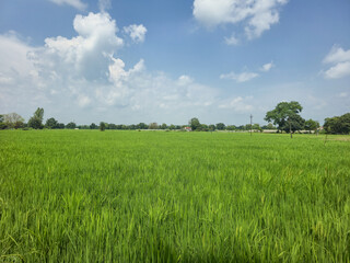 Obraz premium Lush Green Paddy Field with Small Farmhouse in Countryside Landscape