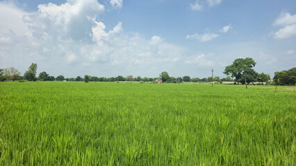 Obraz premium Lush Green Paddy Field with Small Farmhouse in Countryside Landscape