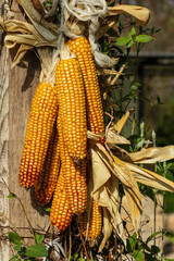 Mehrere Maiskolben h&auml;ngen an einem Balken