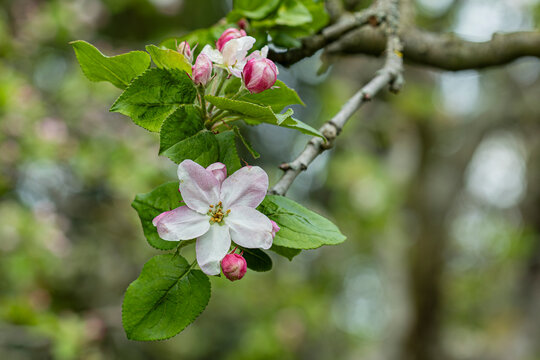 Bl&uuml;te Apfelbaum
