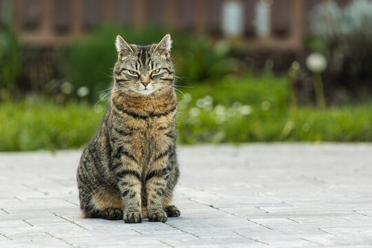 getigerte Hauskatze