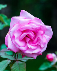 pink rose in garden