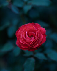 red rose in garden