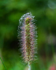 close up of thistle