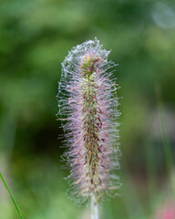 purple thistle flower