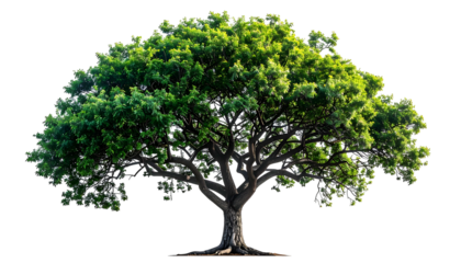 Majestic tree with lush green foliage, sturdy trunk, and intricate branches against black