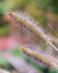 caterpillar on thistle