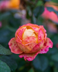 pink rose with water drops