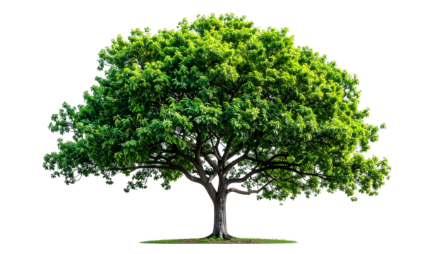 A vibrant green leafy tree with a dark trunk, isolated on a black background