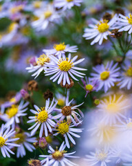 daisies in a field
