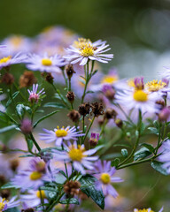 daisies and bee