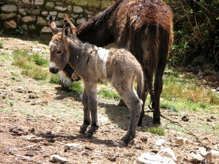 A one-day-old baby donkey stands close to its mother on Isla del Sol, Bolivia.