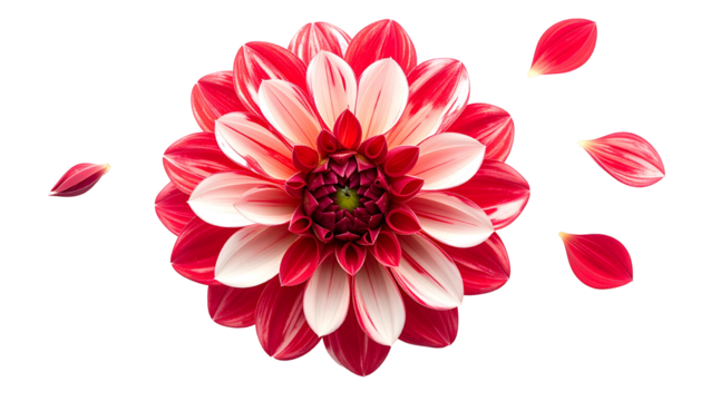 Vivid close-up of a red and white dahlia with detached petals, isolated on black