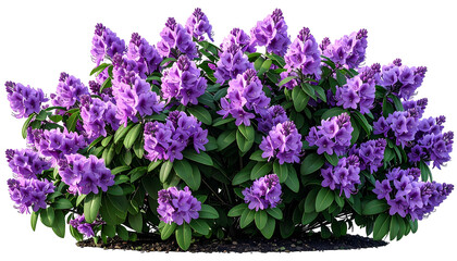 A vibrant, lush bush of purple flowers with green leaves against a transparent background