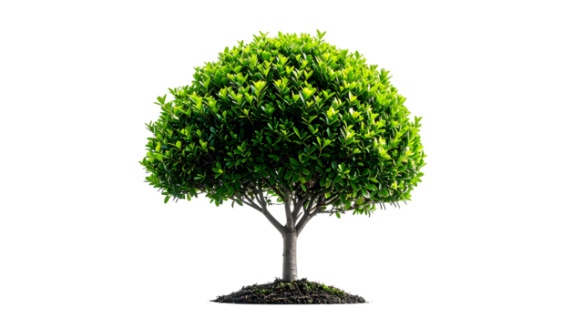 Isolated image of a tree with lush green foliage and a brown trunk, against a black backdrop