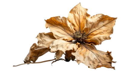 Isolated, detailed close-up of a dried, brown flower with a delicate, textured appearance