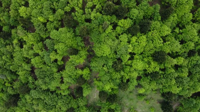 Overhead drone photo of a path between young and mature forest in Niebieska Dolina Nature Reserve, Poland. Visible forest age structure and small trail.