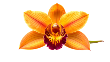 Close-up of a vibrant orange orchid bloom, isolated against a black background