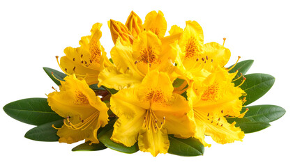 A cluster of vibrant yellow rhododendron blossoms with dark green leaves