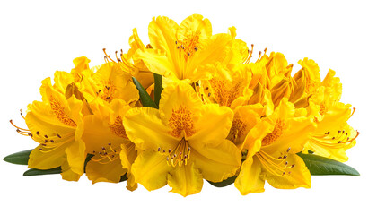 A vibrant cluster of bright yellow flowers with green leaves on a transparent backdrop