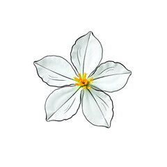 Obraz premium Stylized frozen flower with icy elements isolated, beauty