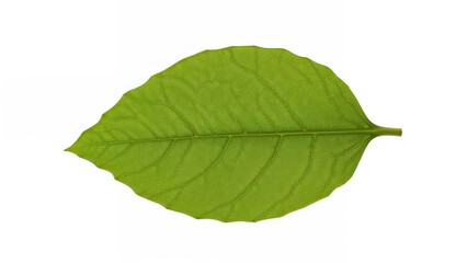 Obraz premium Green leaf with detailed veins. Nature and botanical element. Close-up of a plant part. Fresh and organic. The concept of plant life.