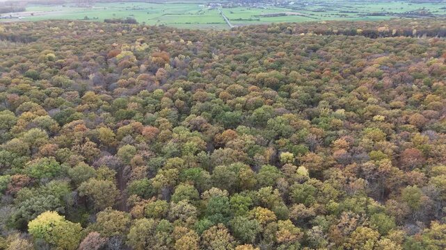 atterrissage au milieu des arbres dabs une for&ecirc;t en automne avec une vue rapproch&eacute;e des branches mortes et du feuillage.