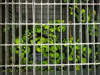 Metal grate with aquatic plants growing in water below