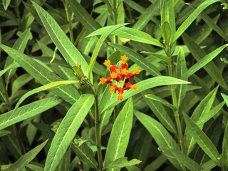 Vibrant orange and yellow butterfly weed flowers blooming in a garden