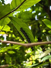 Caterpillar resting on a green leaf in a natural outdoor setting