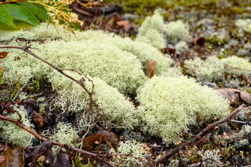 Lush green moss covering ground in a serene Russian forest