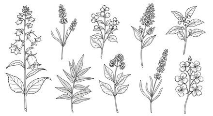 A set of hand-drawn botanical illustrations featuring various flowering plants, herbs, and berries, presented in a detailed vintage sketch style, perfect for educational or decorative purposes.