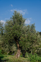 Spectacular photos of olive trees