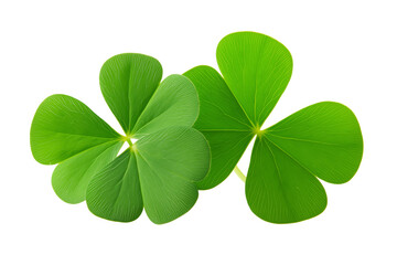 Nature's lucky charm four-leaf clover close-up botanical garden macro photography bright environment top-down view symbol of good fortune