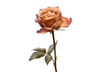 Delicate rose blossom studio setting floral photography soft light close-up beauty and elegance captured