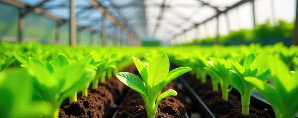 Vibrant green seedlings thrive in a modern greenhouse, bathed in sunlight  Rows of healthy plants showcase successful cultivation and abundant growth , seedlings, seed starting, farming