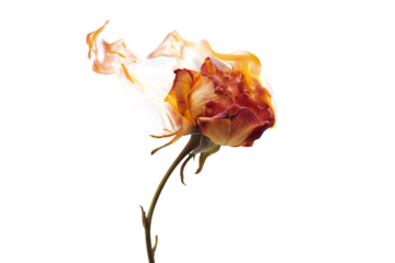 Flaming rose blossom artistic display abstract concept studio setting dramatic perspective symbolizing transformation and passion