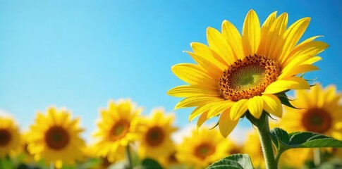Vibrant, rich yellow sunflowers bask in sunlight, their petals a dazzling display of golden hues against a clear blue sky Perfect for summer, autumn, or harvest themes , agriculture, landscape