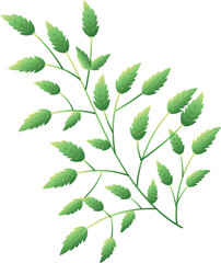 green leaves and Fresh green leaves isolated on white background and Green leaf pattern illustration on dark background