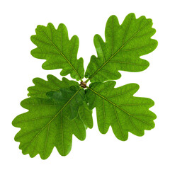 Fototapeta premium PNG of green oak branch with fresh leaves, symbolizing natural growth and forest greenery, ideal for nature, environment, and botanical projects with vivid detail and vibrant color