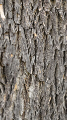oak bark with visible details. background