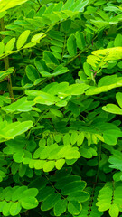 green robinia leaves background or texture