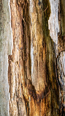 old cracked wood with visible details